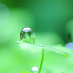 気泡　オーストラリアン ノチドメ